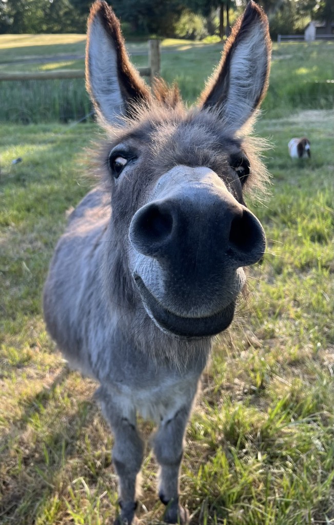 A picture of Tina, one of our donkeys!